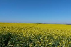 fertilización nitrogenada