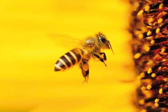 fiesta de la abeja