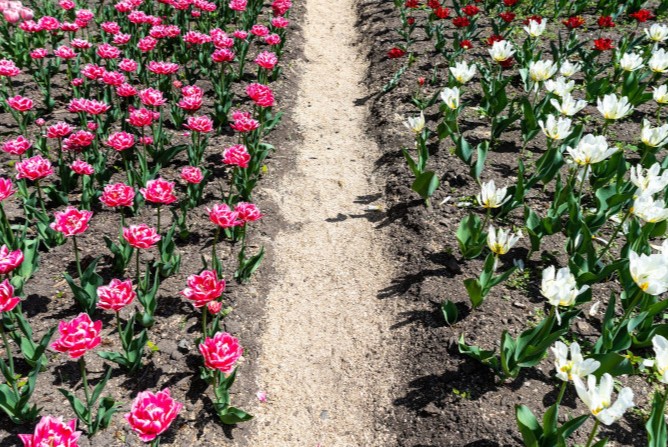 flores
