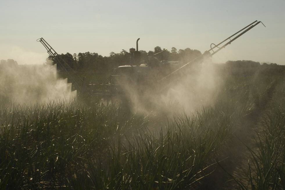 fumigando cultivo