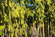 hectárea en la zona núcleo