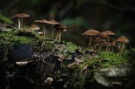 hongos silvestres