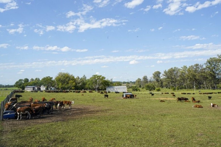 hotel vacas uruguay 