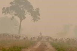 incendios forestales y agrícolas9