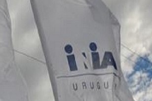 inia uruguay