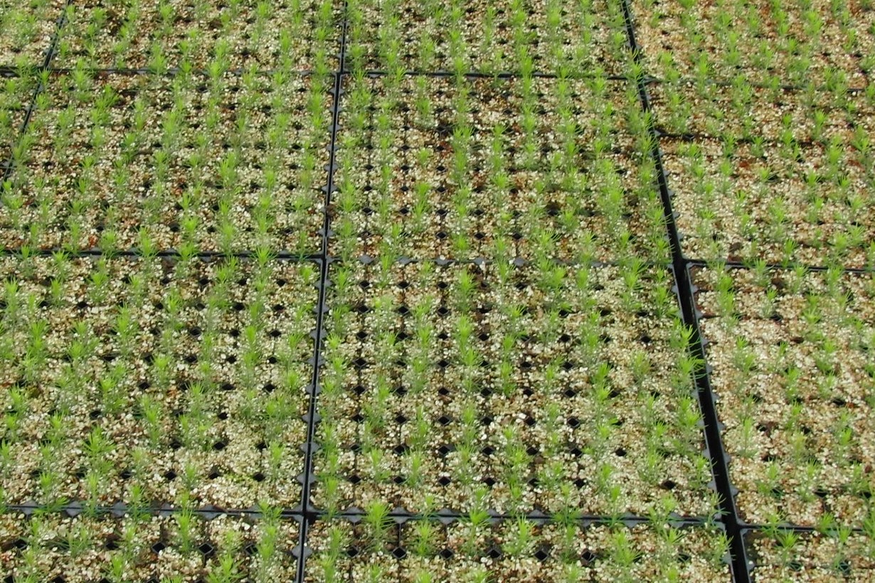 mass seedlings