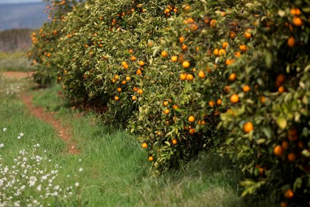 naranjas vanessa gomez