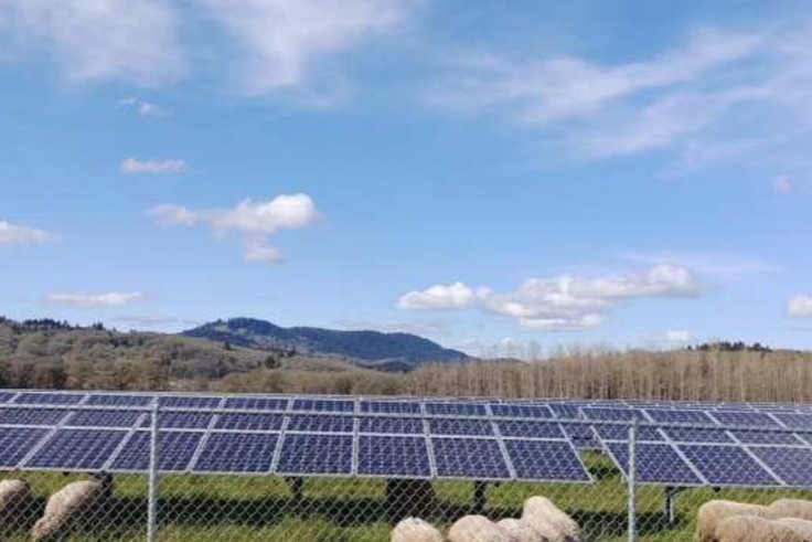 ovejas entre paneles solares