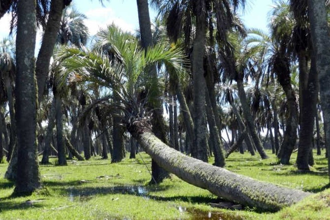 palmares