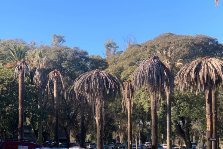 palmeras afectada por picudo rojo