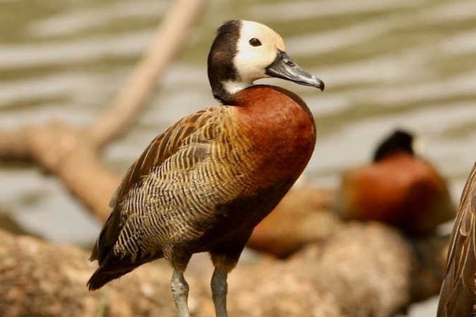 pato