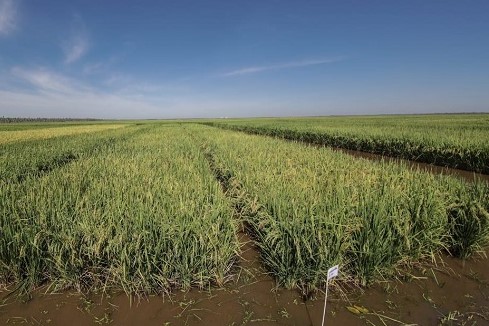 productores arroz