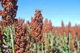 protocolo chino para sorgo