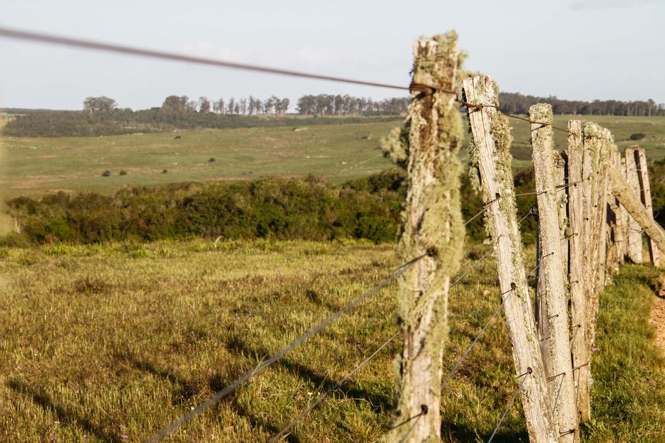 seca campo