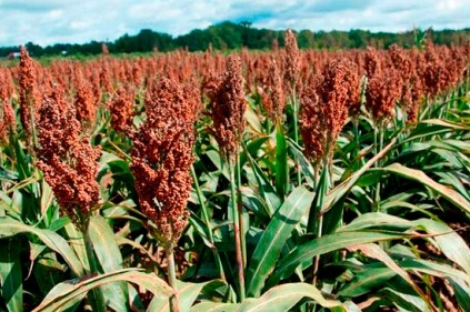 sorgo