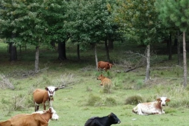 vaca arboles