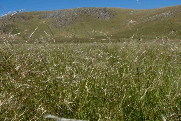 Campo natural pasto