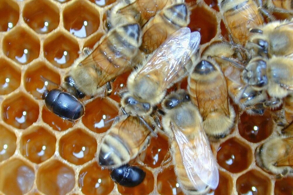 Colmena con escarabajo 