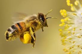 Día Mundial de las Abejas