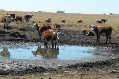 Emergencia Agropecuaria ante la sequía