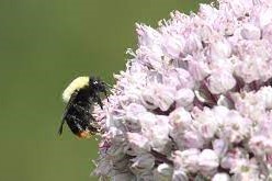 Los insectos polinizadores