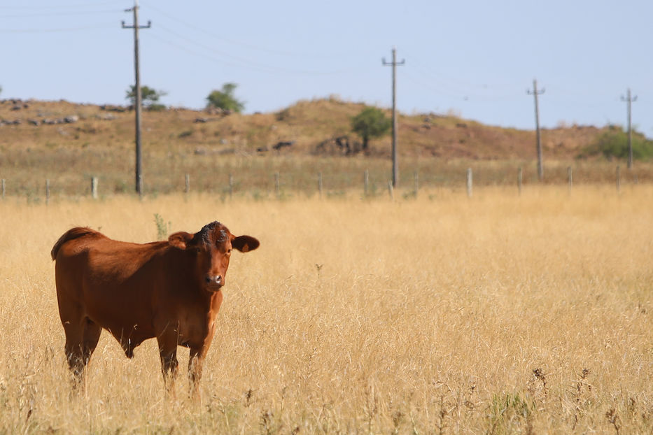 agropecuaria