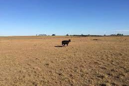 celulosa y otros hitos del agro