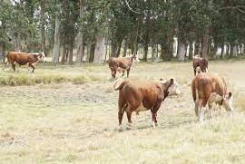 déficit hídrico de Uruguay