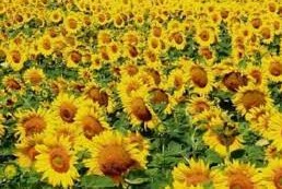 girasol