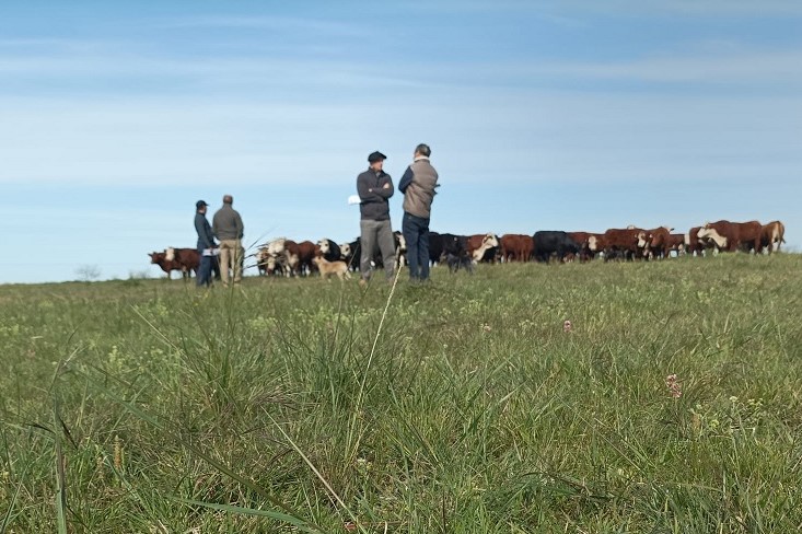 pasto natural ganado