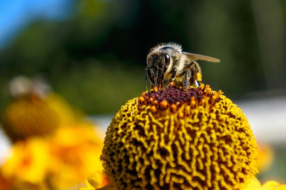 pesticidas