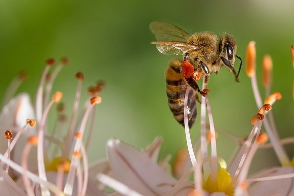 pesticidas agrícolas