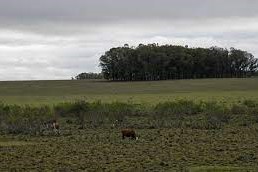 preservar ganado en invierno