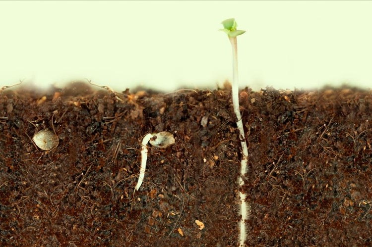 tierra planta germinar