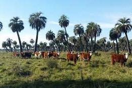 vacas palmares