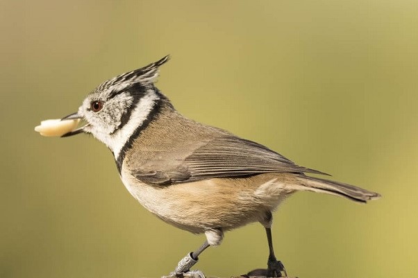 Pajaro Fundacion 