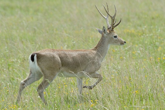 VENADO DE CAMPO