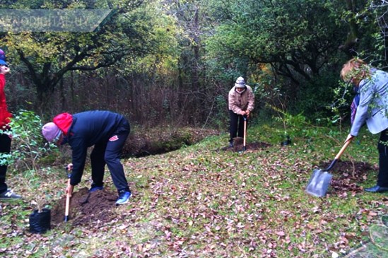 arboles plantacion