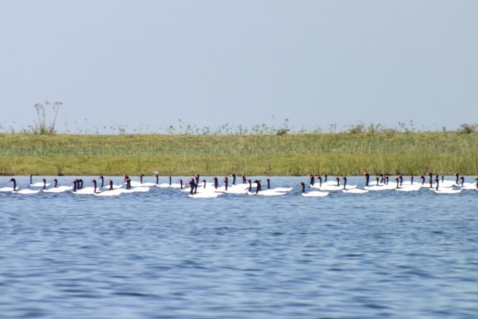 cisnes cuello negro