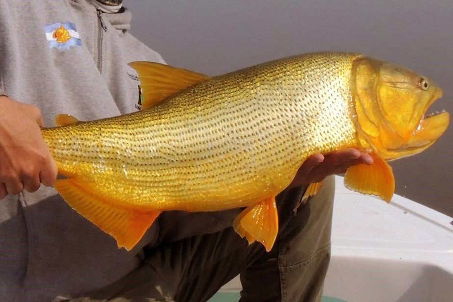 Dorado en el Río Uruguay