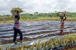 Los plásticos suelos agrícolas