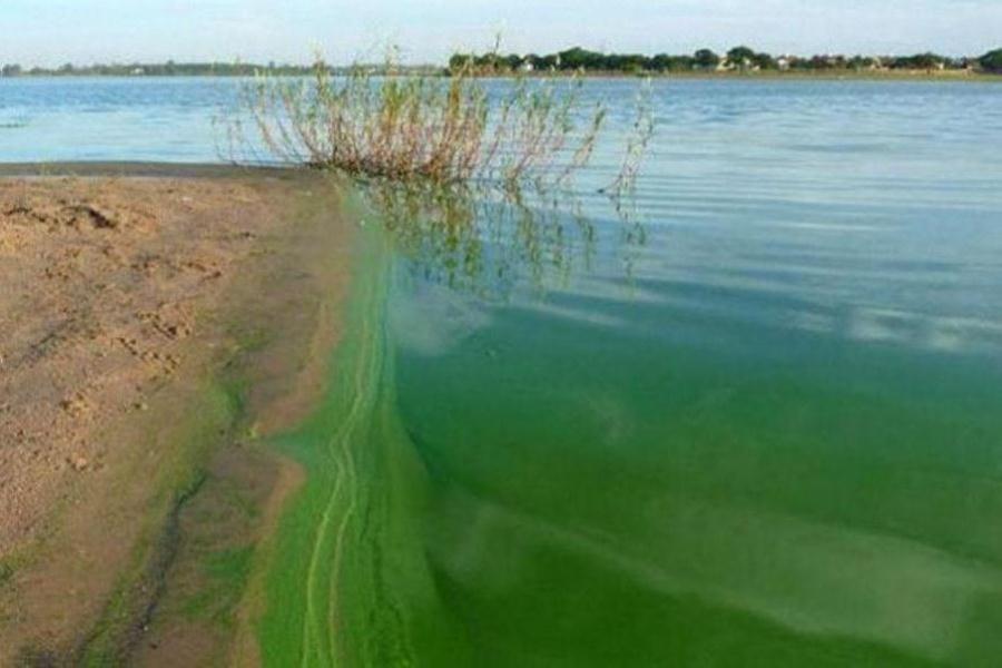 cianobacterias PLAYAS