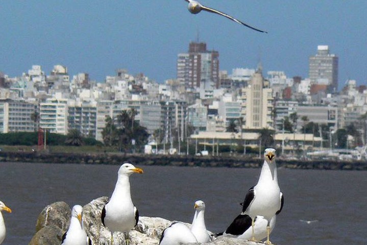 isla de la gaviota