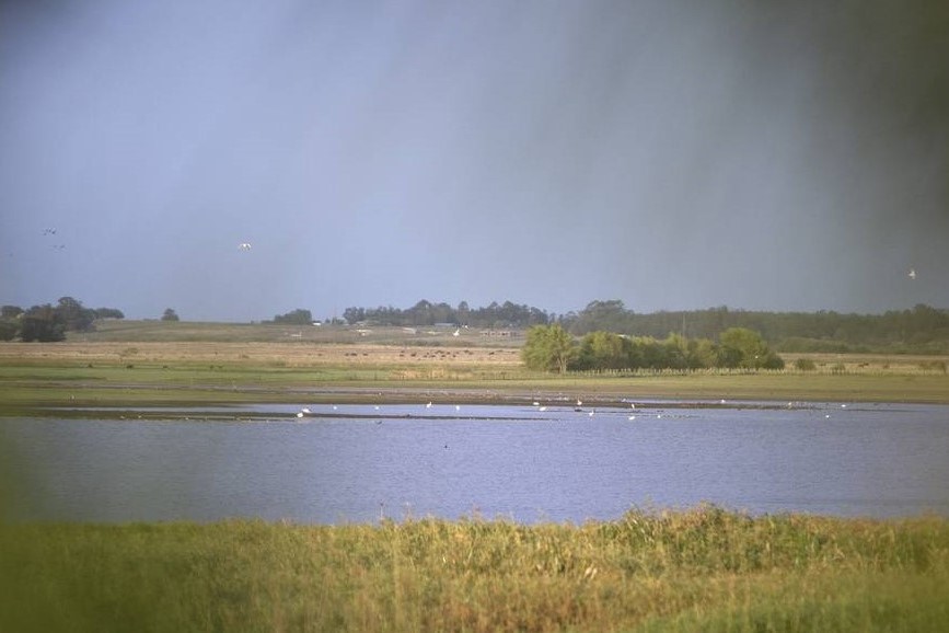 laguna cisne