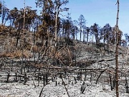 Deforestacion