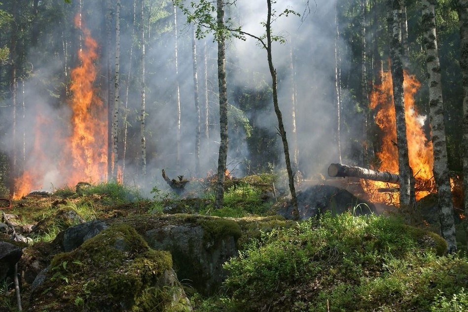 Incendios forestales