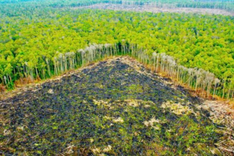 bosques amazónicos