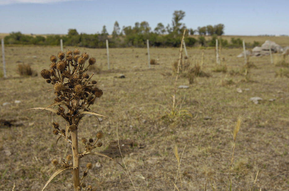 campo sequia