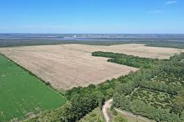 HIF Global monte nativo