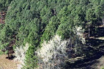 Bioeconomía Forestal